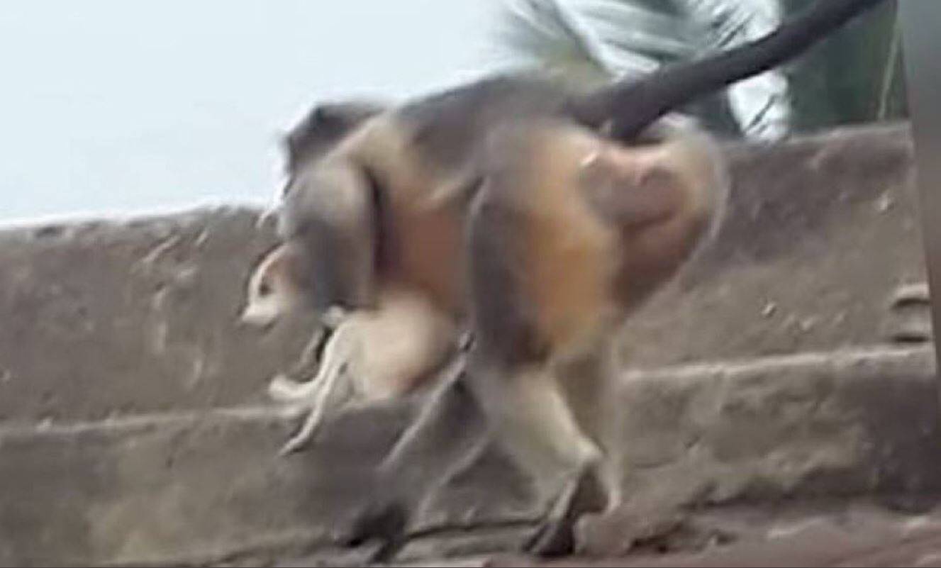 80 நாய் குட்டிகளை தேடி தேடி கொன்ற குரங்குகள் : அதிர வைக்கும் உண்மை!!