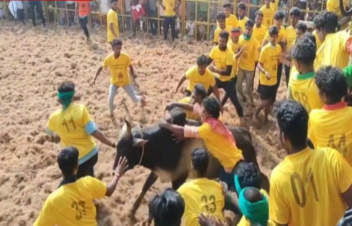 ஜல்லிக்கட்டில் காளை முட்டி காளையின் உரிமையாளர் பரிதாப பலி