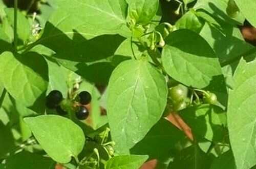 உடல் சூட்டை தணிக்க நினைப்பவர்கள் இந்த கீரையை சாப்பிடுங்க..!