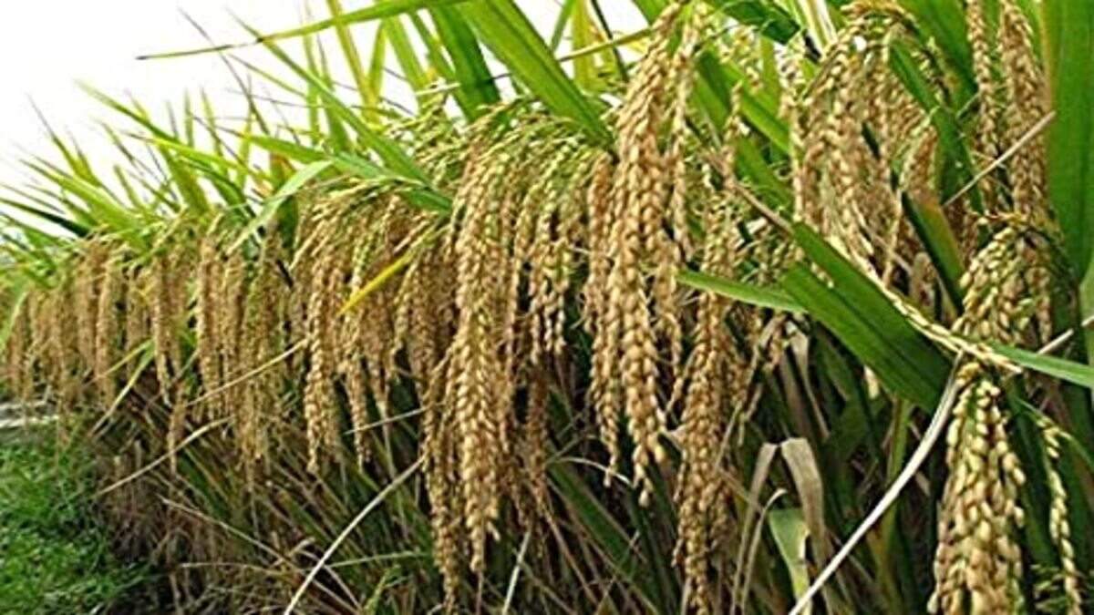 தெலங்கானா அரசு 5 லட்சம் டன் நெல்லை மத்திய அரசுக்கு வழங்க வேண்டும் ஆனால் அதை கள்ளச்சந்தைப்படுத்துகிறது.. பா.ஜ.க.