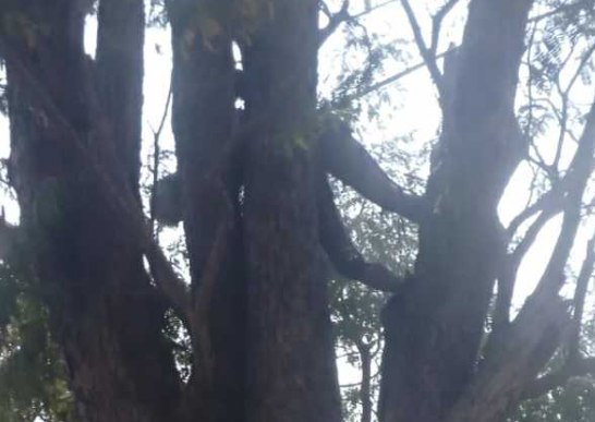 புளியங்காய் பறிக்க சென்றவர் உயிரை விட்ட பரிதாபம்