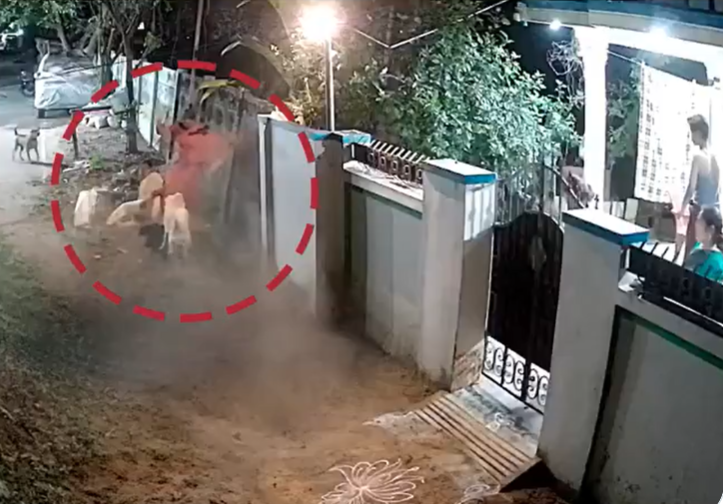 செத்துப்போன மனிதம்! வளர்ப்பு நாயை கடிக்க வைத்து ரசித்த குடும்பம்