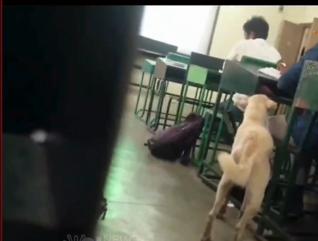 கல்லூரி வளாகத்தில் மேயும் பன்றிகள், நாய்களுடன் அமர்ந்து கல்வி கற்கும் மாணவர்கள்!