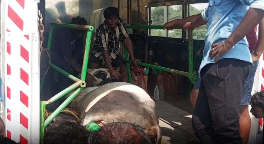 சூரியூர் ஜல்லிக்கட்டில் காளை உயிரிழப்பு