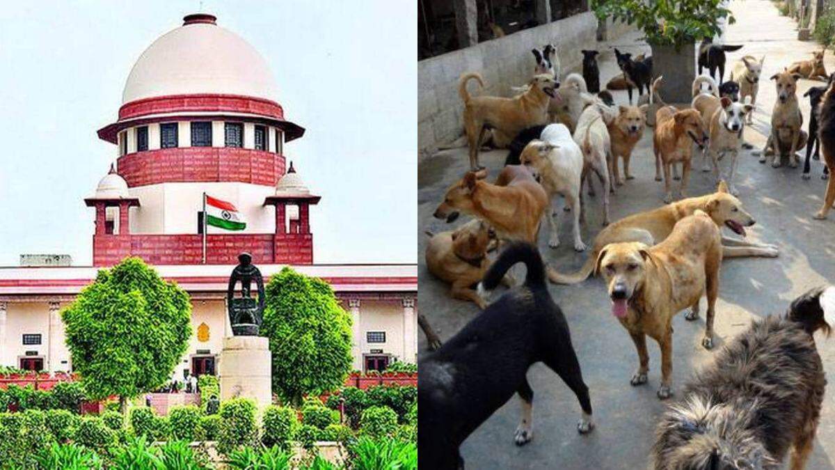 பேருந்து நிலையங்கள், ரயில் நிலையங்கள், மருத்துவமனை வளாகத்தில் இருந்து தெரு நாய்களை அப்புறப்படுத்த வேண்டும் - உச்சநீதிமன்றம் உத்தரவு..!