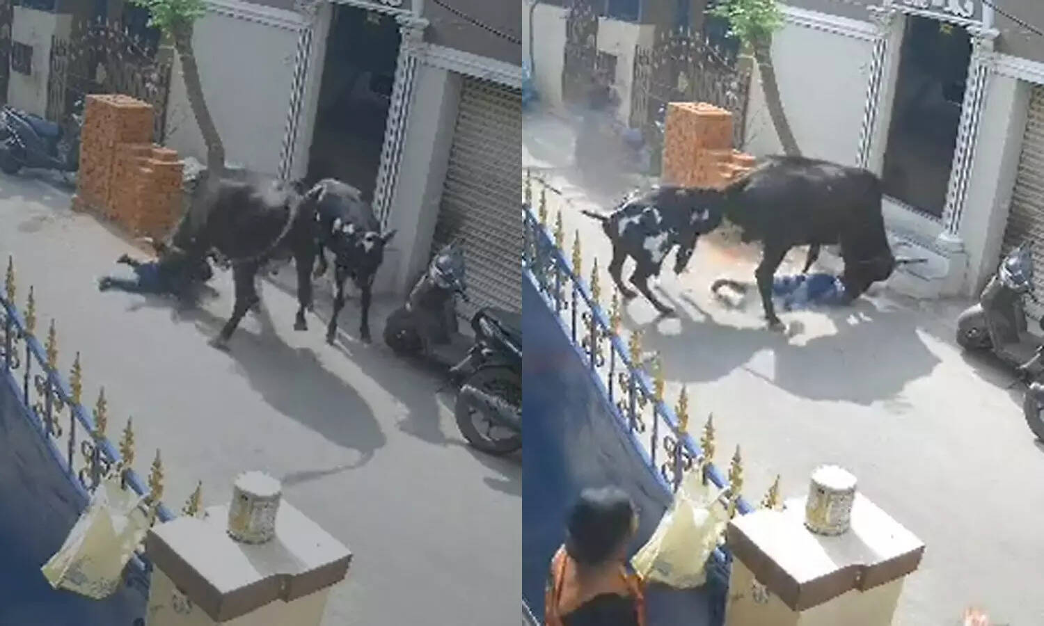 மாடு முட்டி சிறுமி காயம் - உரிமையாளர் மீது 2 பிரிவுகளில் வழக்குப்பதிவு..