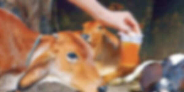 மருமகளை கோமியம் குடிக்கச் சொல்லி சித்திரவதை - மாமியார், கணவருக்கு சிறை