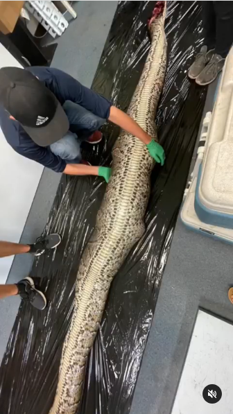 5அடி ராட்சத முதலையை விழுங்கிய மலைப்பாம்பு.. வைரலாகும் வீடியோ..