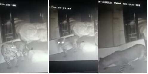 கோவையில் சிறுத்தையை பிடிக்கும் பணியில் வனத்துறை தீவிரம்... குடோனில் உலா வரும் சிசிடிவி காட்சி வெளியீடு!