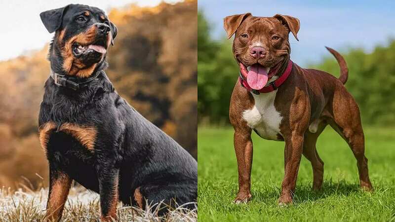 மக்களே உஷார்..! இனி பிட்புல், ராட்வீலர் நாய் வளர்த்தால் ரூ.1,00,000 அபராதம்..!