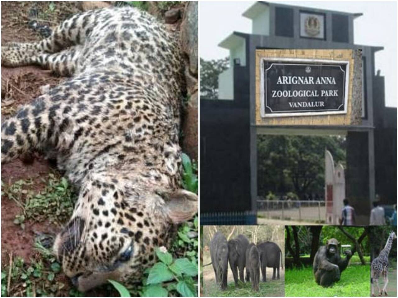 வண்டலூர் உயிரியல் பூங்காவில் பெண் சிறுத்தை உயிரிழப்பு!!