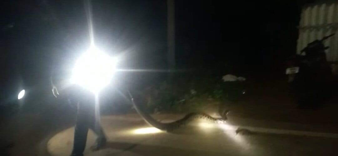 கோவை அருகே குடியிருப்பு பகுதிக்குள் புகுந்த 10 அடி நீள மலைப்பாம்பு பிடிபட்டது!