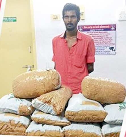 மதுரை அருகே விற்பனைக்காக பதுக்கிய 41 கிலோ கஞ்சா பறிமுதல் - ஒருவர் கைது!