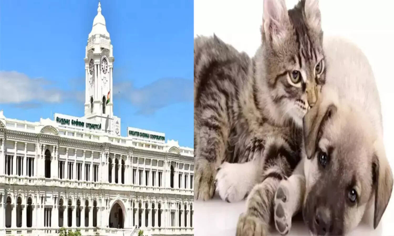 சென்னைவாசிகள் கவனத்திற்கு..! செல்லப்பிராணிகளுக்கு உரிமம் பெற காலக்கெடு நீட்டிப்பு..!