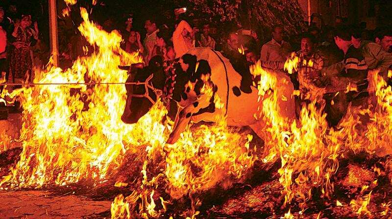 தீயில் குதித்த மாடுகள்- விநோத நேர்த்திக்கடன்