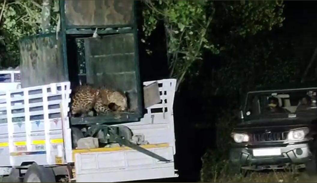 திருப்பூரில் பிடிக்கப்பட்ட சிறுத்தை, வால்பாறை வனப்பகுதியில் விடப்பட்டது!