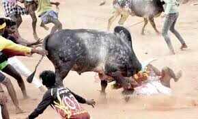 #JUST IN : அனுமதியின்றி மஞ்சு விரட்டு - காளை முட்டி பெண் உள்பட 2 பேர் பலி..!