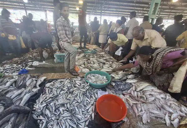 அசைவ பிரியர்களுக்கு குட் நியூஸ்..!! மீன்களின் விலை மள மள குறைந்தது..!