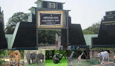 vandalur zoo
