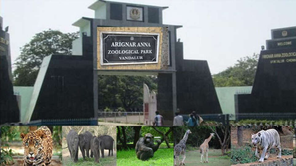 vandalur zoo