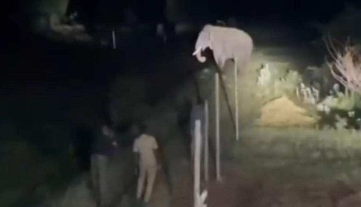 வனத்துறையினருக்கு 'டப்' கொடுக்கும் 'ரோலெக்ஸ்'..!