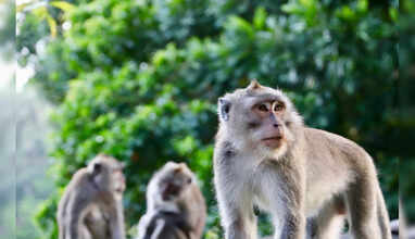 குரங்கு