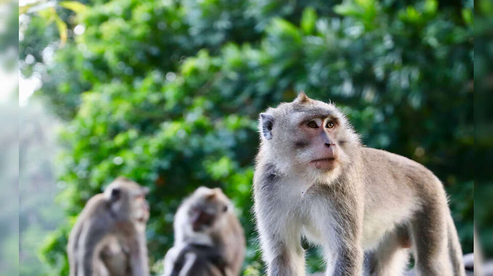 குரங்கு