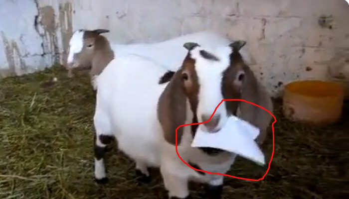 ஆடு பில்லு தின்னுடுச்சு போல.. டிஆர்பி ராஜா வெளியிட்ட வீடியோ