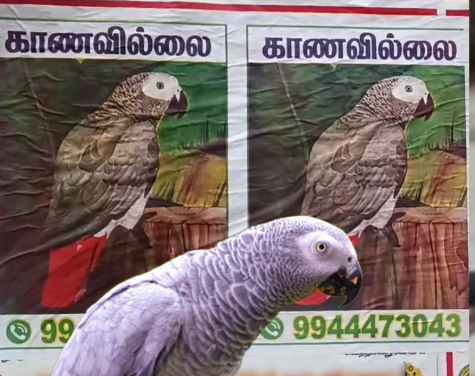 நீ எங்கே.. என் அன்பே.. கிளியை கண்டுபிடித்து தந்தால் ரூ.5,000 பரிசு