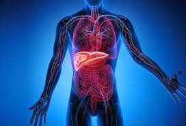 கல்லீரலை சுத்தப்படுத்தும் தன்மை கொண்டது இந்த இலை சாறு