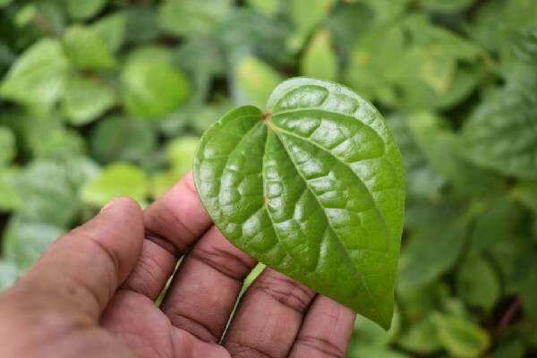 ஆன்மீகம் அறிவோம் : 12 ராசிகளுக்கான வெற்றிலை பரிகாரம்..!!