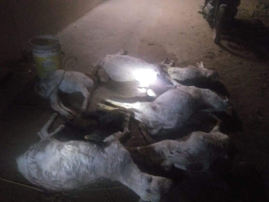 ராசிபுரம் அருகே நாய்கள் கடித்து 10-க்கும் மேற்பட்ட ஆடுகள் பலி!