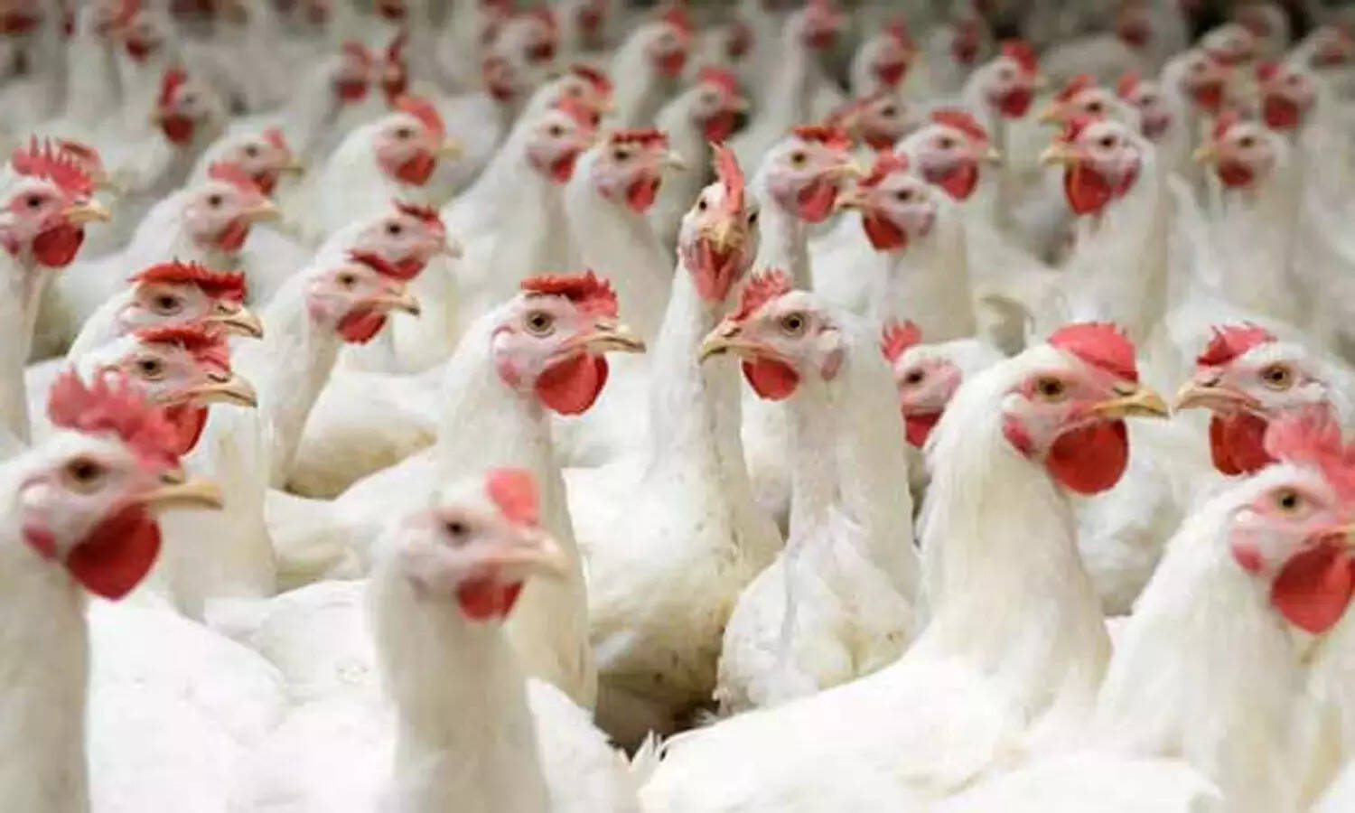 அசைவ பிரியர்களுக்கு ஷாக்..! கறிக்கோழி கிலோ 400-ஐ நெருங்குவதால் மக்கள் தவிப்பு..!