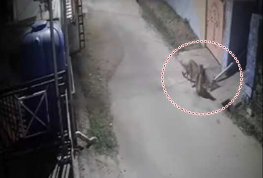 வால்பாறையில் வீடு புகுந்து பூனையை கவ்விச்சென்ற சிறுத்தை... சிசிடிவி காட்சிகள் வெளியீடு!