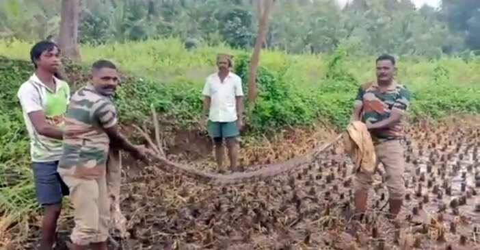 மாரண்டஹள்ளி அருகே நெல் வயலில் பதுங்கியிருந்த 15 அடி நீள மலைப்பாம்பு பிடிபட்டது!