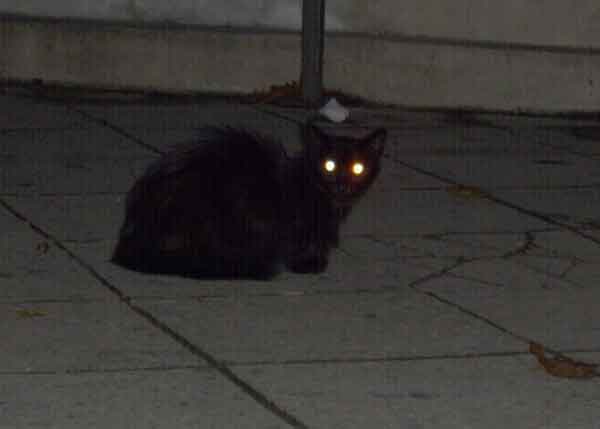 மறைந்திருக்கும் ரகசியம் : பூனை குறுக்கே சென்றால் அபசகுனம் என்று சொல்லுவதற்கு பின்னால் இப்படி ஒரு காரணமா?