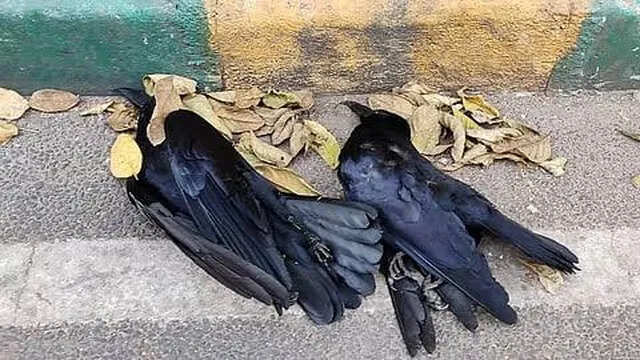 பறவை காய்ச்சல் பரவல்: பின்பற்ற வேண்டிய பாதுகாப்பு நடைமுறைகள்..!