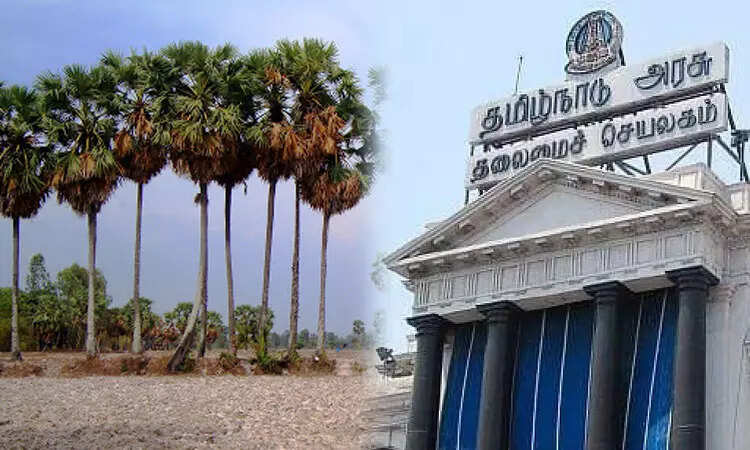இனி பனை மரம் வெட்ட கலெக்டர் அனுமதி கட்டாயம் - அரசாணை வெளியீடு..!