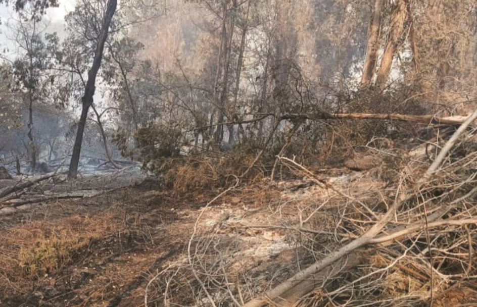 4வது நாளாக பற்றி எரியும் காட்டுத்தீ..! கொடைக்கானல் வனப்பகுதியில் 500 ஏக்கரில் மரங்கள் நாசம்..!