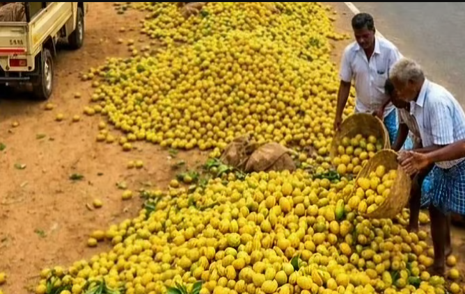 போதிய விலை கிடைக்காததால் சாலையோரம் கொட்டப்பட்ட மாம்பழங்கள்..!!
