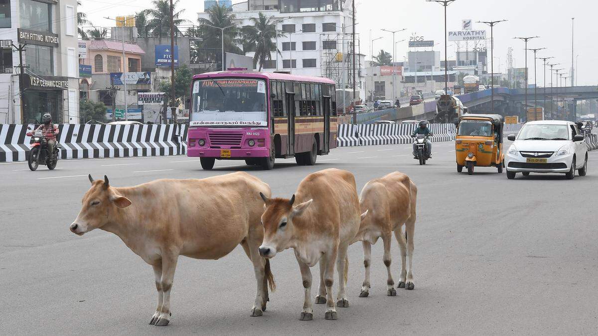சென்னை மக்கள் கவனத்திற்கு.. இனி மாடுகள் மற்றும் எருமைகளுக்கு மைக்ரோசிப் மற்றும் லைசென்ஸ் கட்டாயம்..!