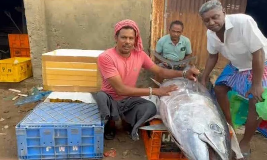 மீனவருக்கு இன்ப அதிர்ச்சி: ஒரே மீன் ₹17,000க்கு விற்பனை!
