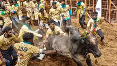 jallikattu
