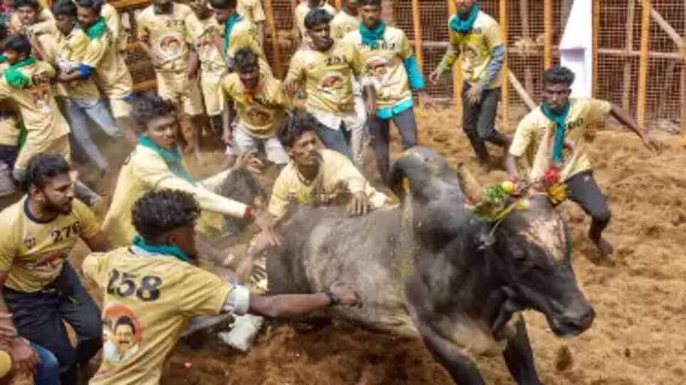 jallikattu