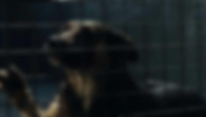 ரப்பர் பெட்டிகளில் அடைத்து ஆயிரம் நாய்கள் கொடூர கொலை