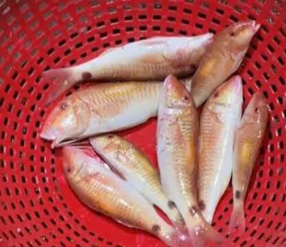 நவரை மீனை சாப்பிட்ட 35 பேருக்கு வாந்தி, வயிற்று போக்கு..!!