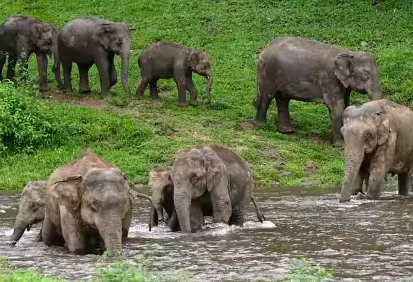 பெரும் சோகம் : 7 ஆண்டுகளில் 827 யானைகள் உயிரிழப்பு..!