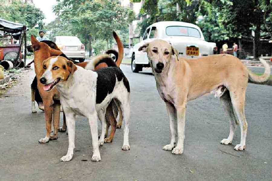 தெரு நாய்கள் கடித்து குதறியதில் ஒன்றரை வயது குழந்தை பலி