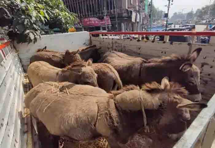 கழுதை கறி சாப்பிட்டால் உடல் வலிமை பெறுகிறதாம்...ஆந்திராவுக்கு கடத்தப்படும் கழுதைகள்