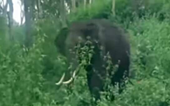 உதகை அருகே காட்டு யானை தாக்கி ஆதிவாசி இளைஞர் பலி!